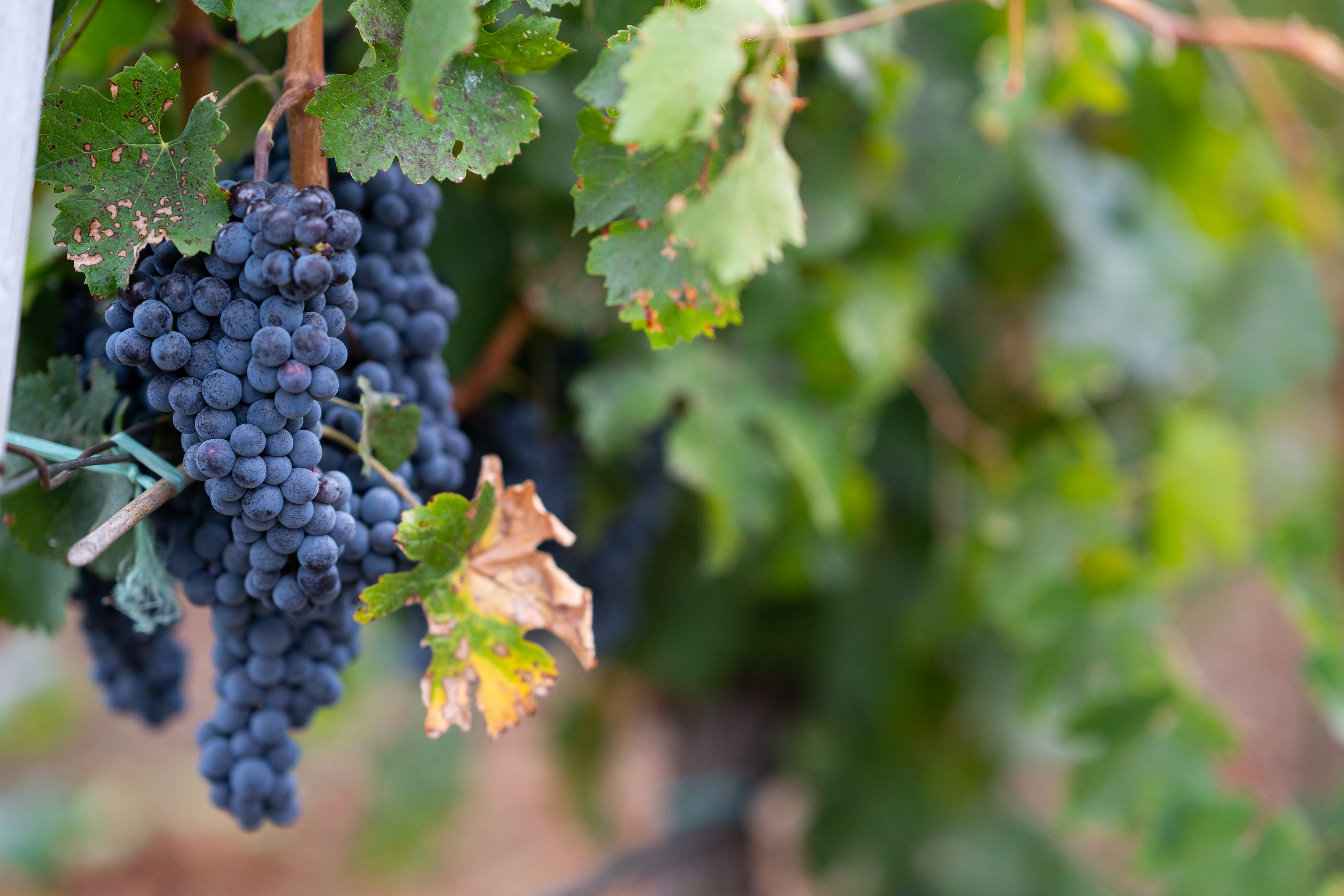 wine-19.jpg