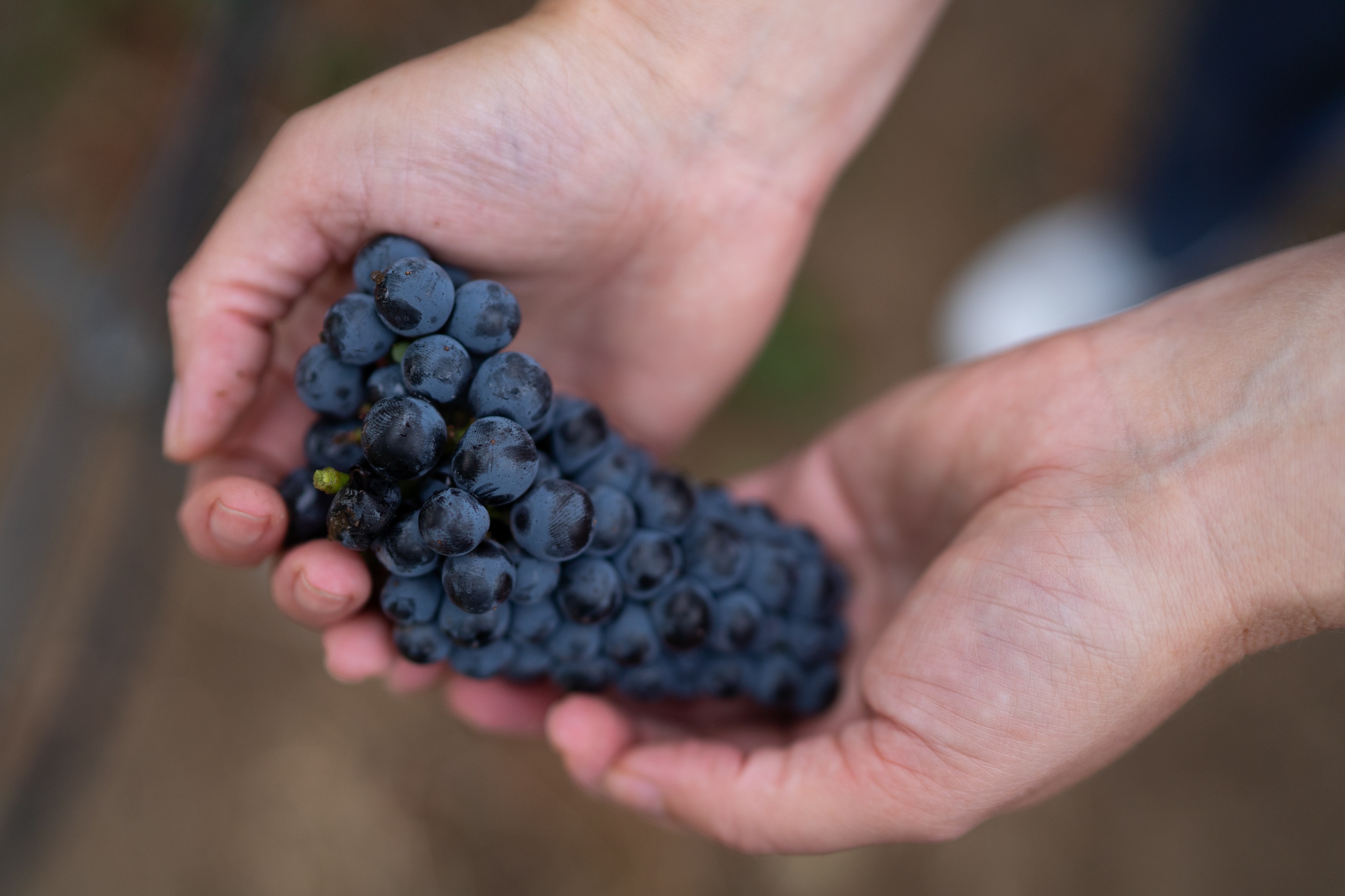 wine-39.jpg
