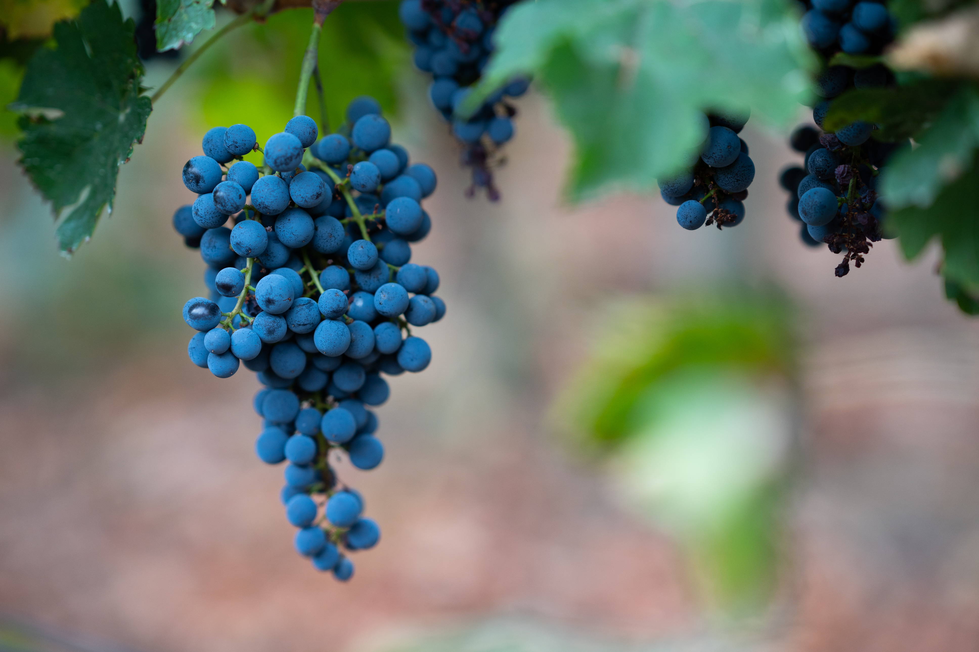 wine-21.jpg