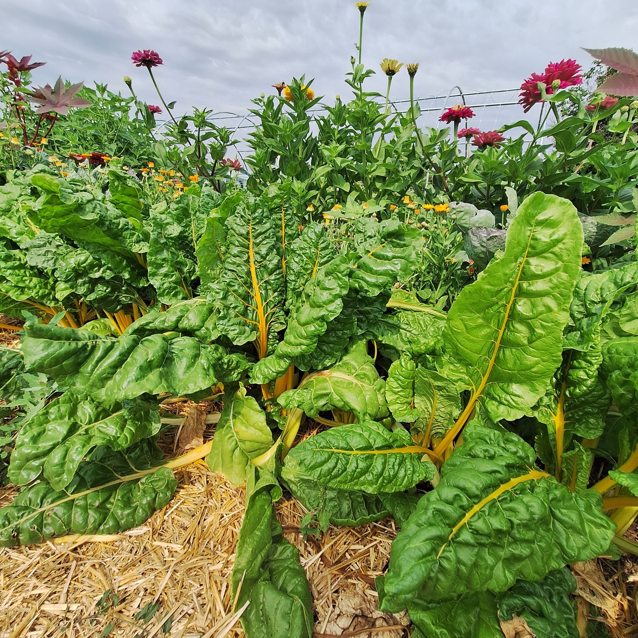 ПЪРВА СНИМКА.jpg