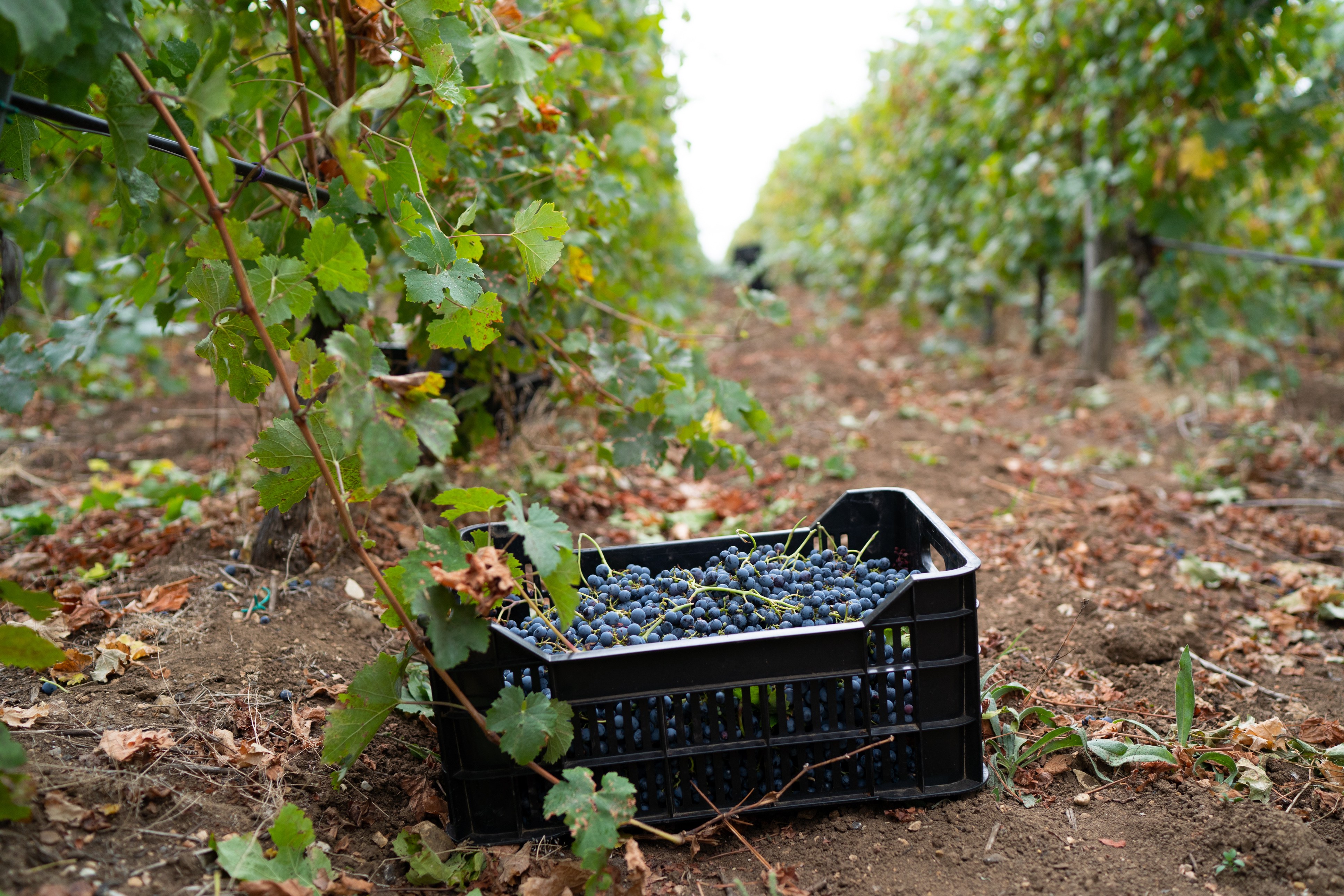 wine-32.jpg