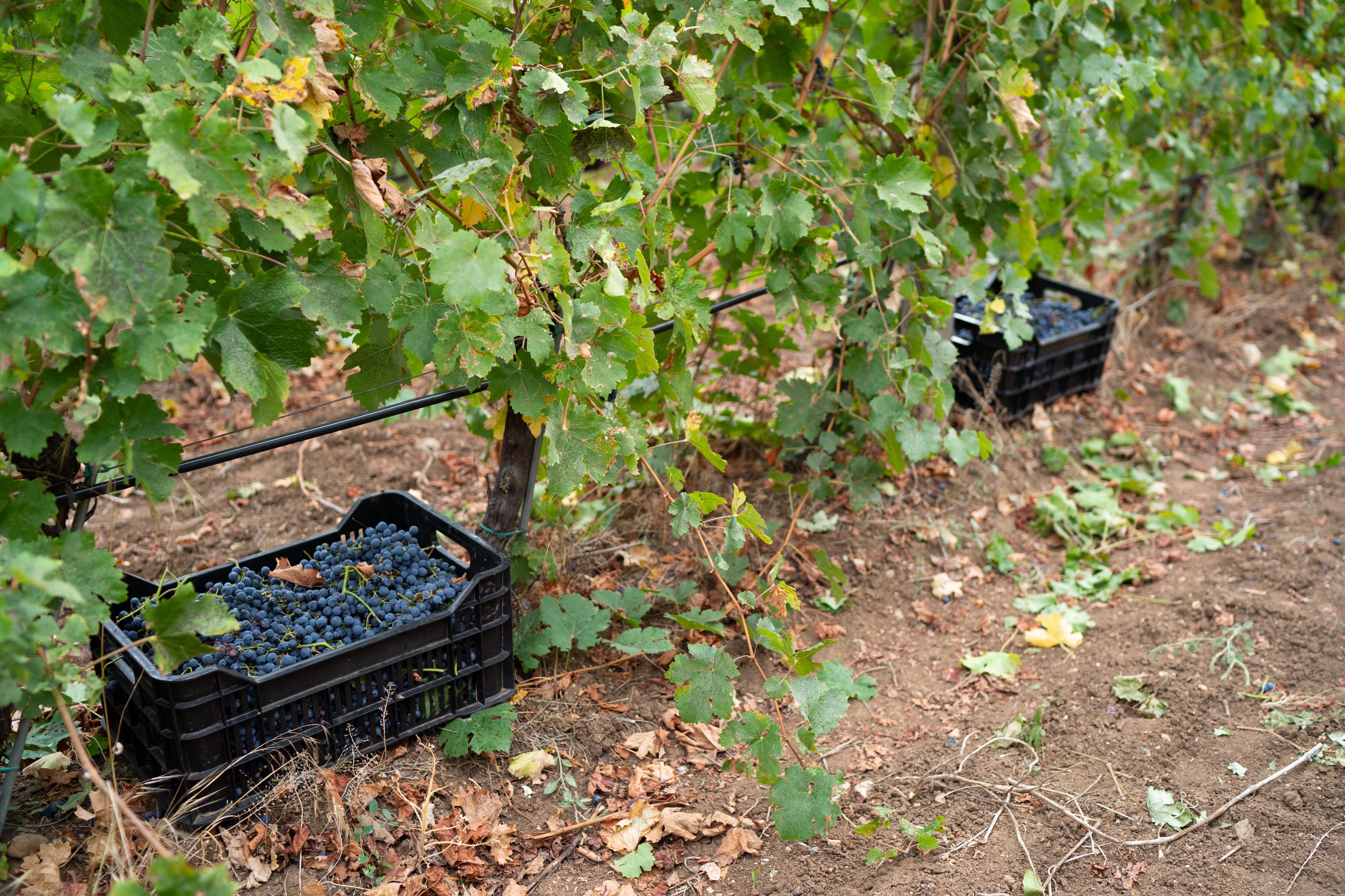 wine-34.jpg