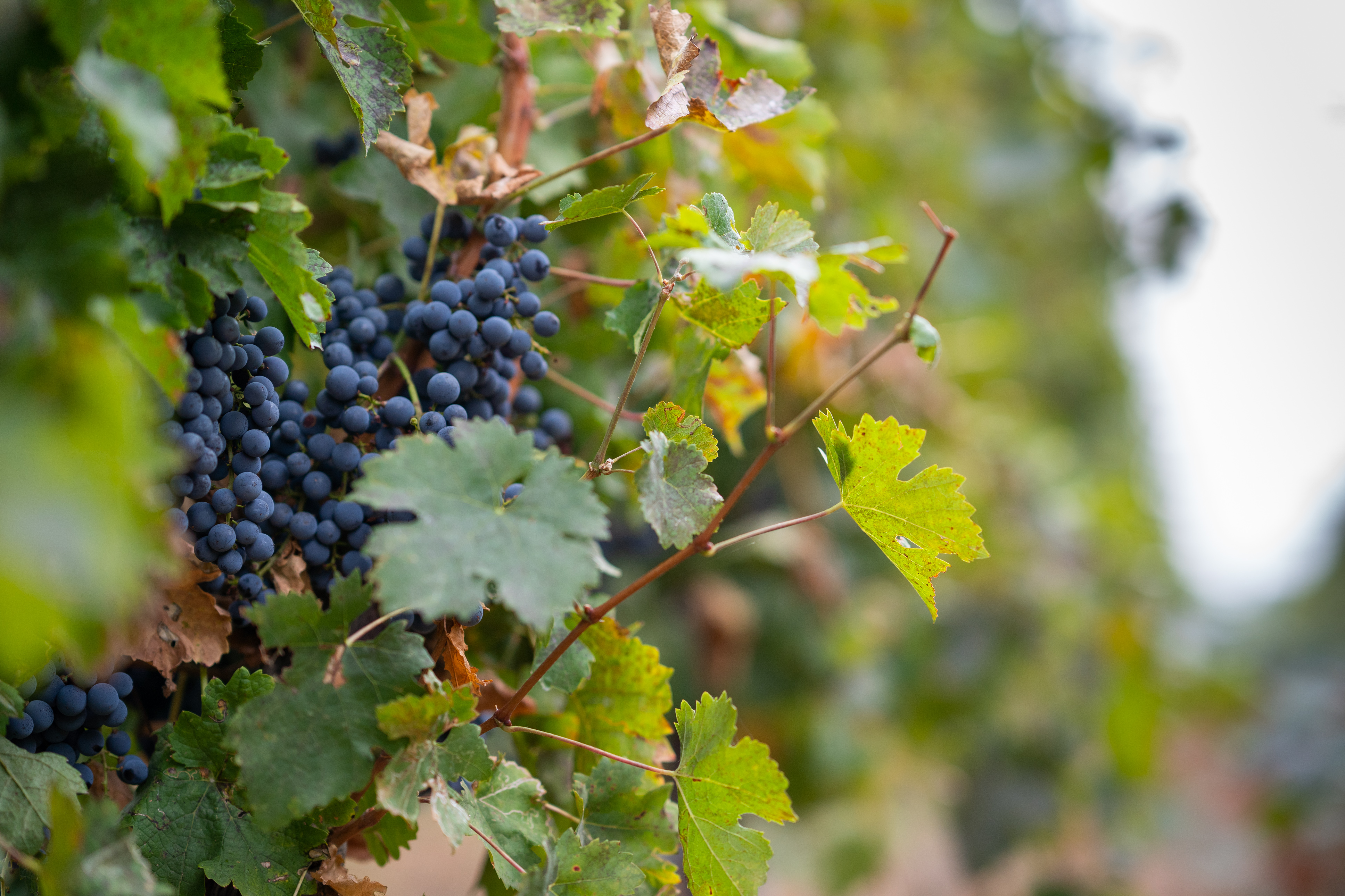 wine-20.jpg