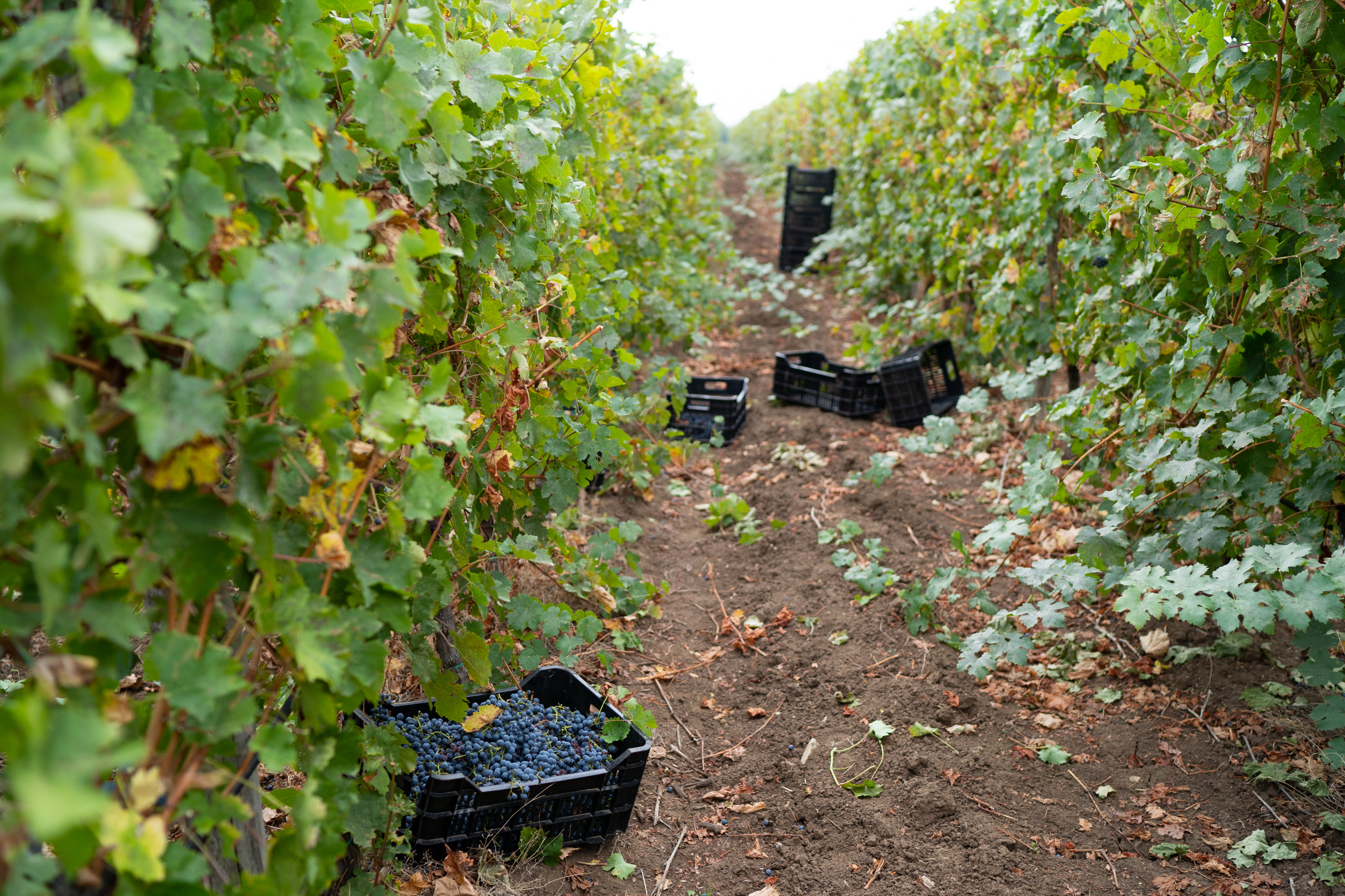wine-35.jpg