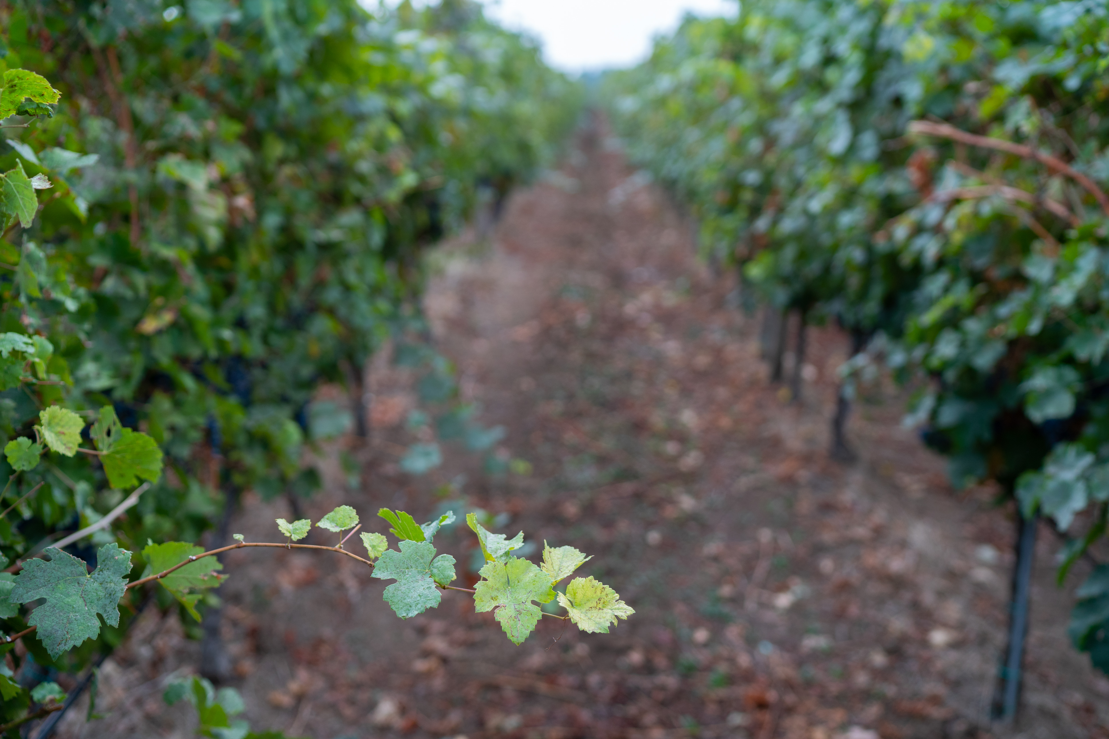 wine-26.jpg